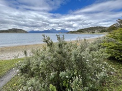 Chiliotrichum diffusum