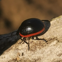 Chrysolina rossia