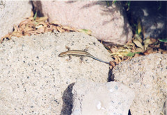 Trachylepis quinquetaeniata