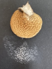 Neofavolus americanus