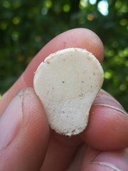 Lycoperdon