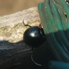 Chrysolina rossia