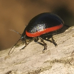 Chrysolina rossia