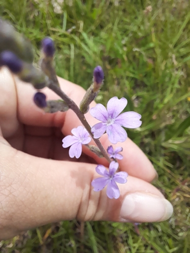 Elongated bluehearts (Buchnera longifolia)