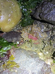 Urticina clandestina