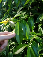 Pereskia aculeata