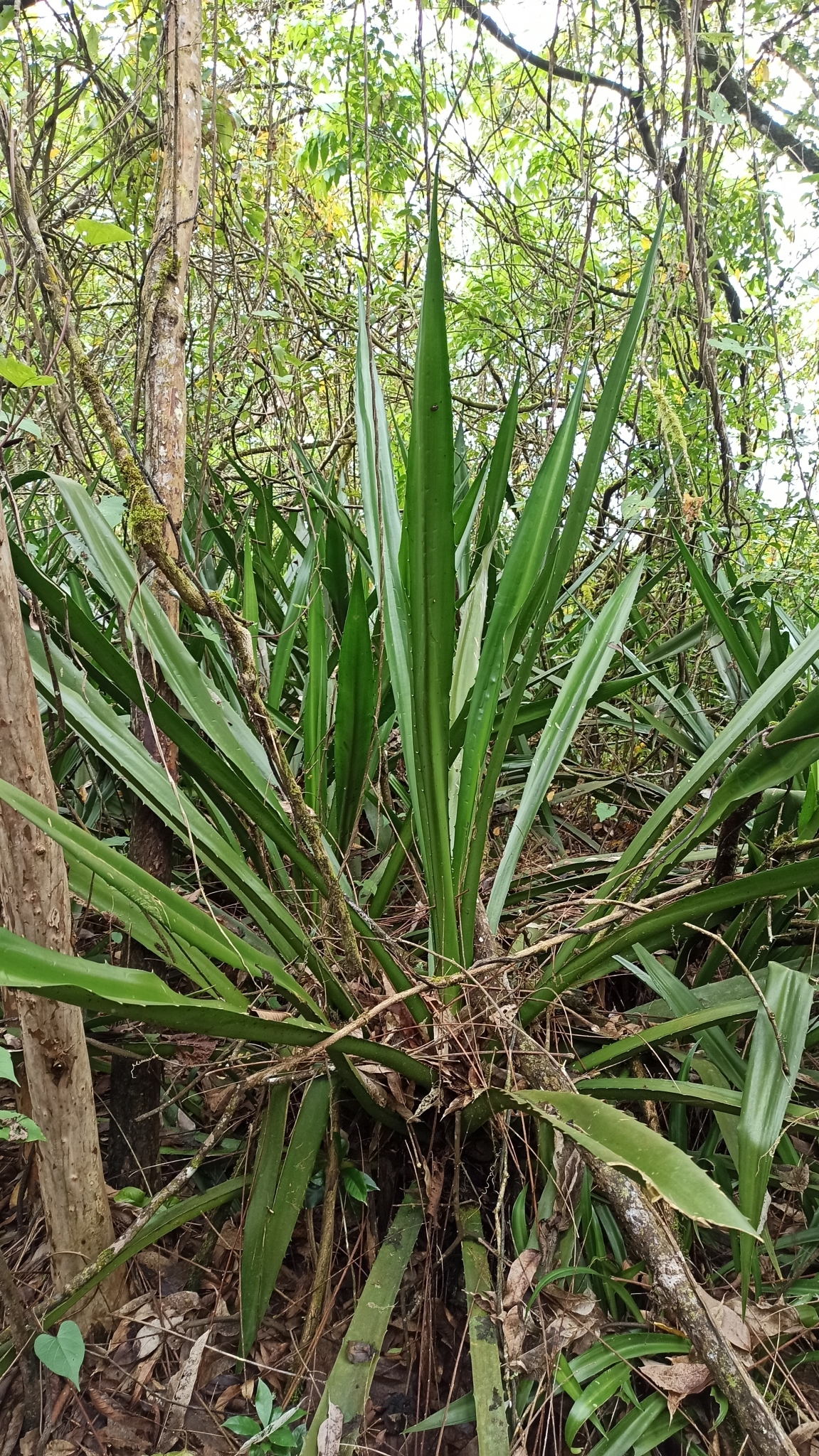 Furcraea hexapetala