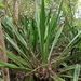 Maguey - Photo (c) Ana Mireya Guerrero G., algunos derechos reservados (CC BY-NC-SA), subido por Ana Mireya Guerrero G.