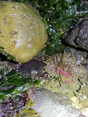 Urticina clandestina