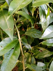 Pereskia aculeata