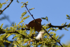 Junonia nigrosuffusa