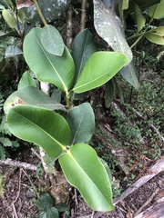 Clusia multiflora