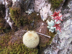 Mammillaria densispina
