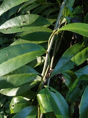 Pereskia aculeata