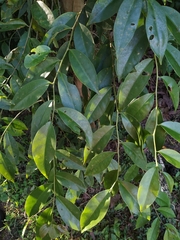 Pereskia aculeata