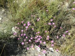 Lampranthus falcatus