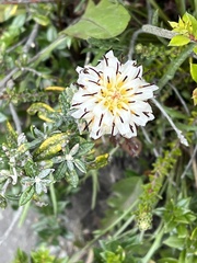 Hypochaeris incana