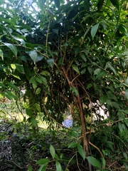 Pereskia aculeata