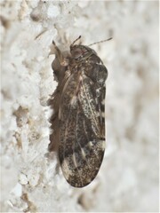Pachypsylla celtidismamma