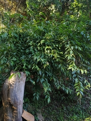 Pereskia aculeata