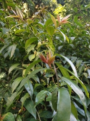Pereskia aculeata