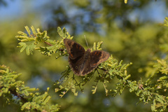 Junonia nigrosuffusa