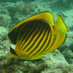 Chaetodon fasciatus