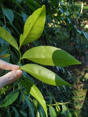 Pereskia aculeata