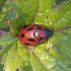 Gonioctena fornicata