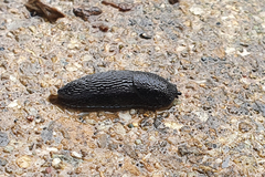 Arion intermedius