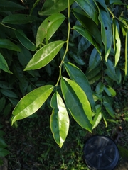 Pereskia aculeata