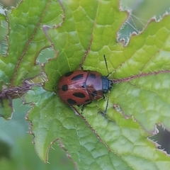 Gonioctena fornicata