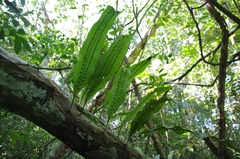 Microgramma percussa