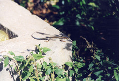 Trachylepis quinquetaeniata