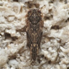 Pachypsylla celtidismamma