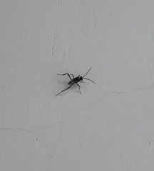 Evania appendigaster