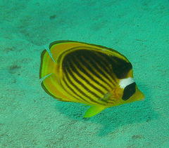Chaetodon fasciatus