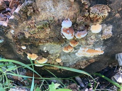 Pycnoporellus alboluteus