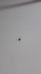 Evania appendigaster