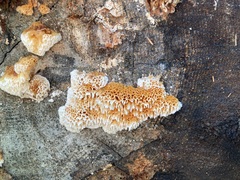 Pycnoporellus alboluteus