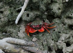 Goniopsis pulchra