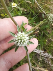 Eryngium nudicaule