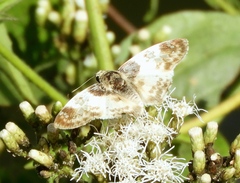 Polyctor cleta