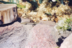 Trachylepis quinquetaeniata