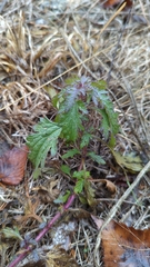 Glandularia canadensis