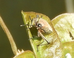 Catorhintha selector