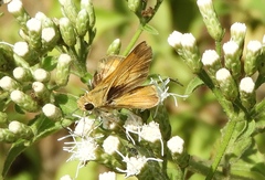 Polites vibex praeceps