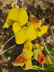 Crotalaria retusa