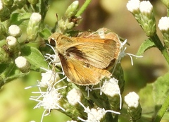 Polites vibex praeceps