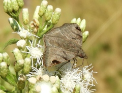 Arteurotia tractipennis tractipennis